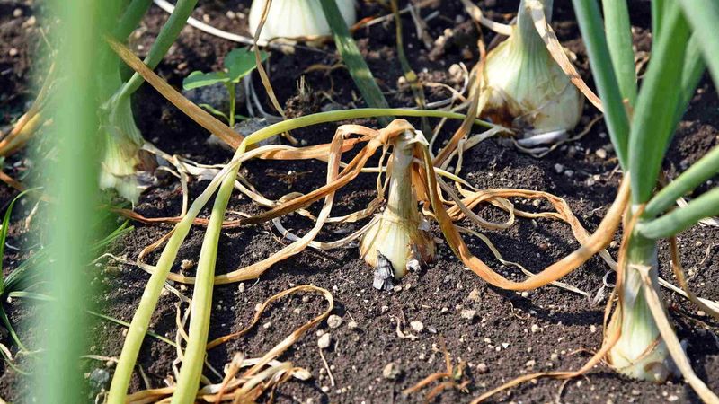 Onions and Shallots