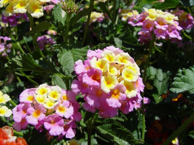 Lantana