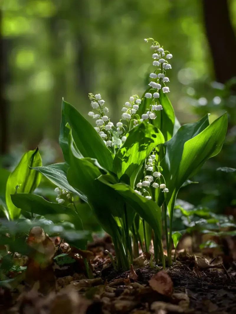 Identify the plant before judging the risk