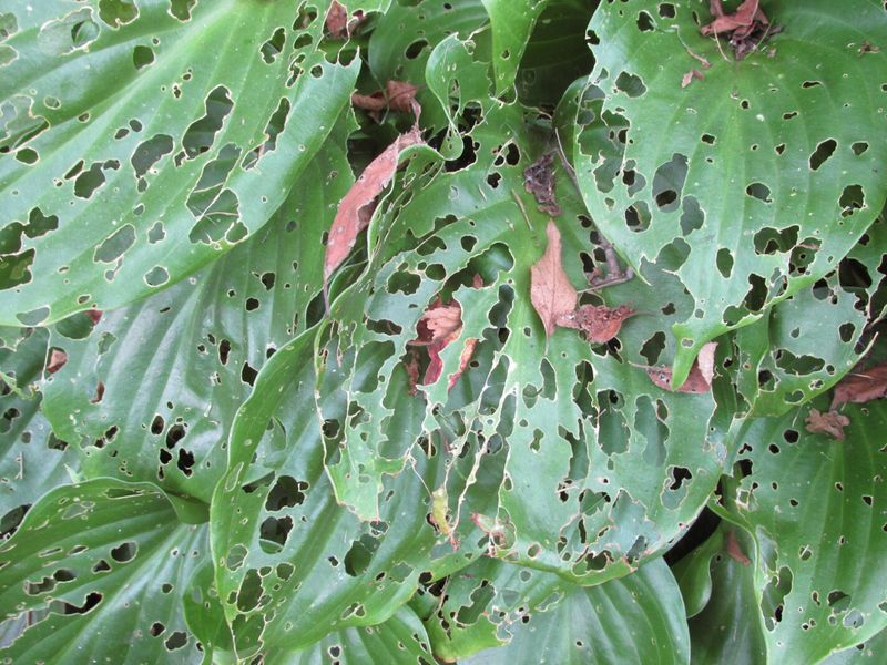 Damp debris can shelter slugs
