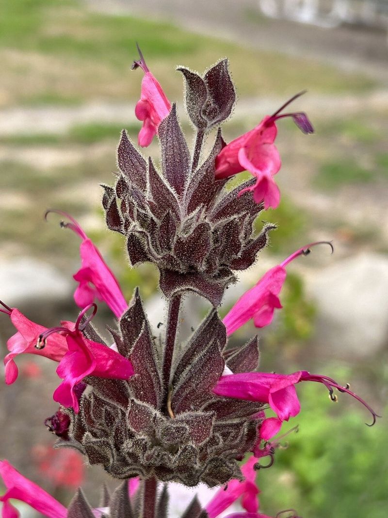 Hummingbird Sage
