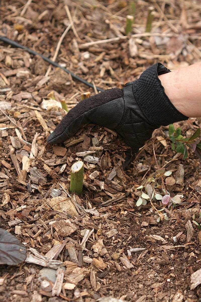 Mulch After the Ground Cools