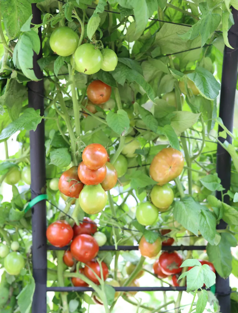 Check whether your tomato is indeterminate