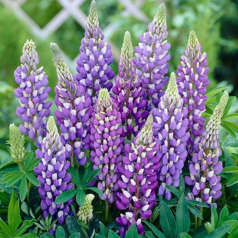 Lupine (Lupinus)