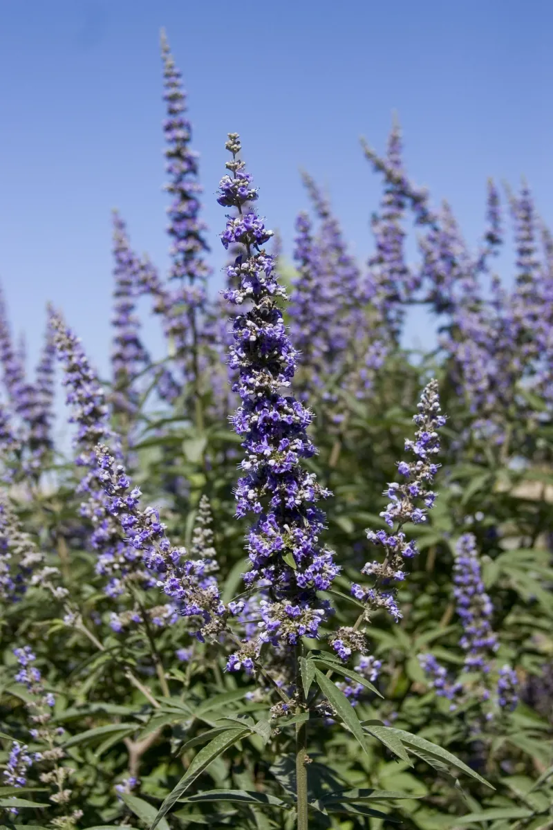 Vitex / Chaste Tree (Vitex agnus-castus)