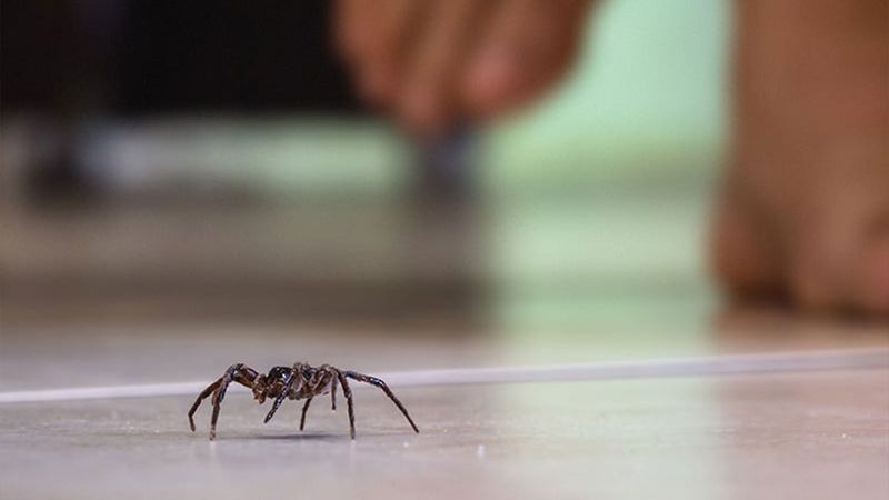 Discourage spiders from entering and settling indoors