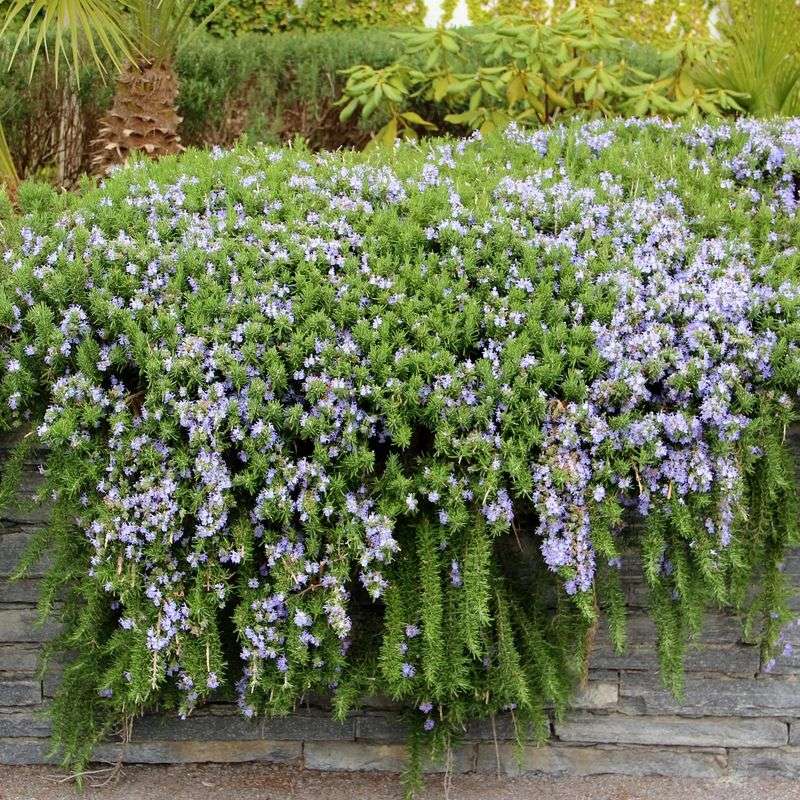 Give rosemary sun and freely draining soil
