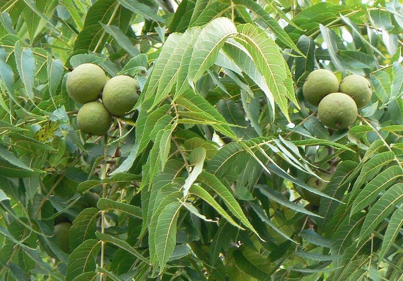 Does the Walnut Explain Your Tomato’s Wilt?