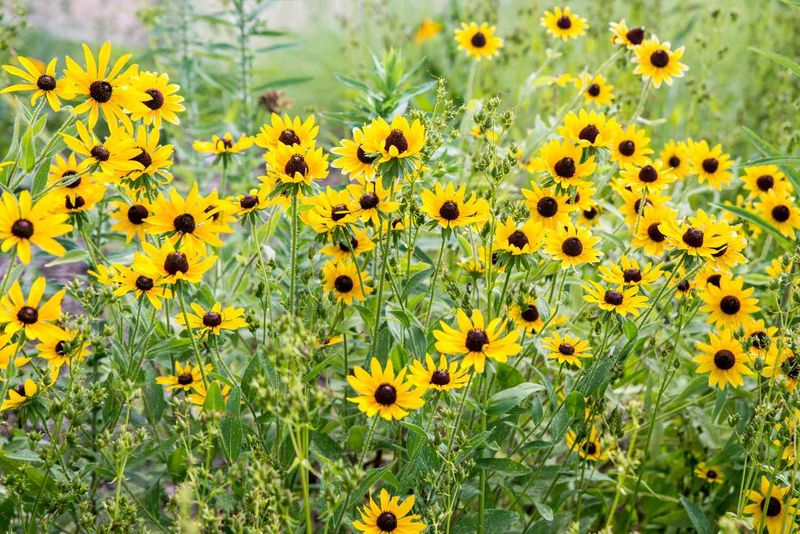 Black-Eyed Susan (Rudbeckia)