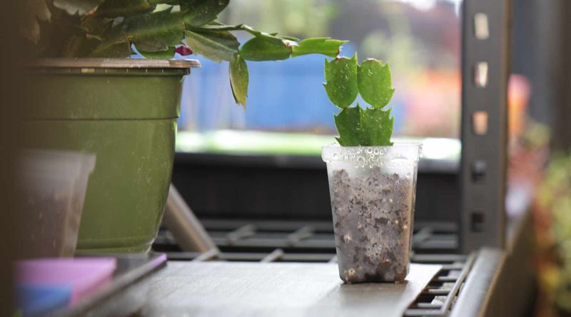 Support rooting with indirect light and careful moisture