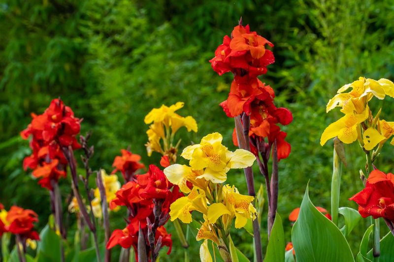 Next summer’s display also depends on spring and growing-season care