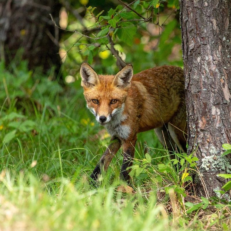 Food, Cover, or Travel Routes Can Bring Foxes Through Residential Yards