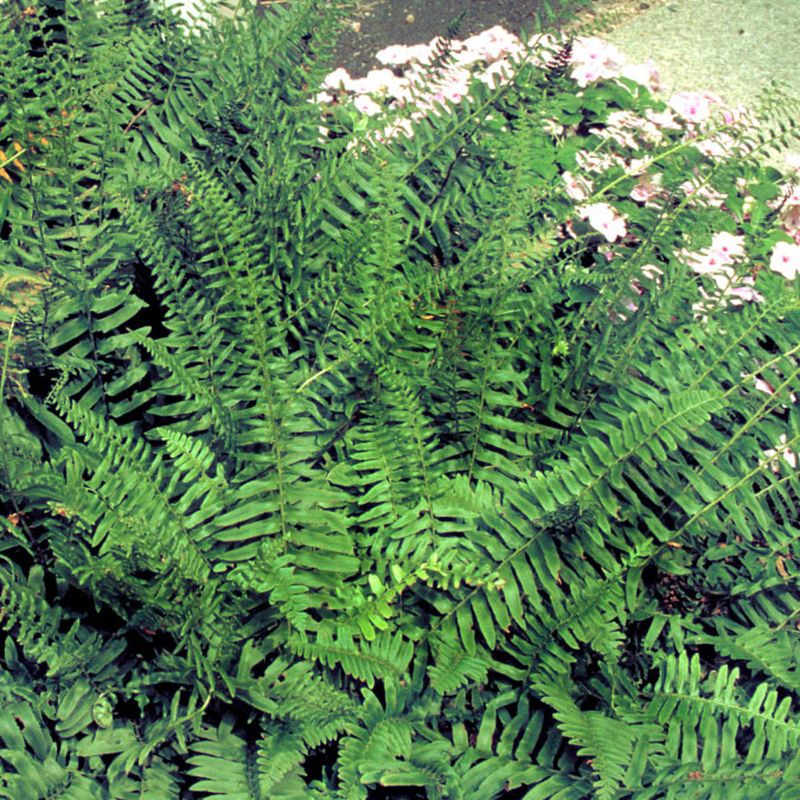 Christmas Fern (Polystichum acrostichoides)