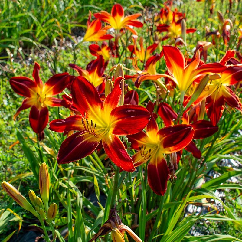 Daylily (Hemerocallis)