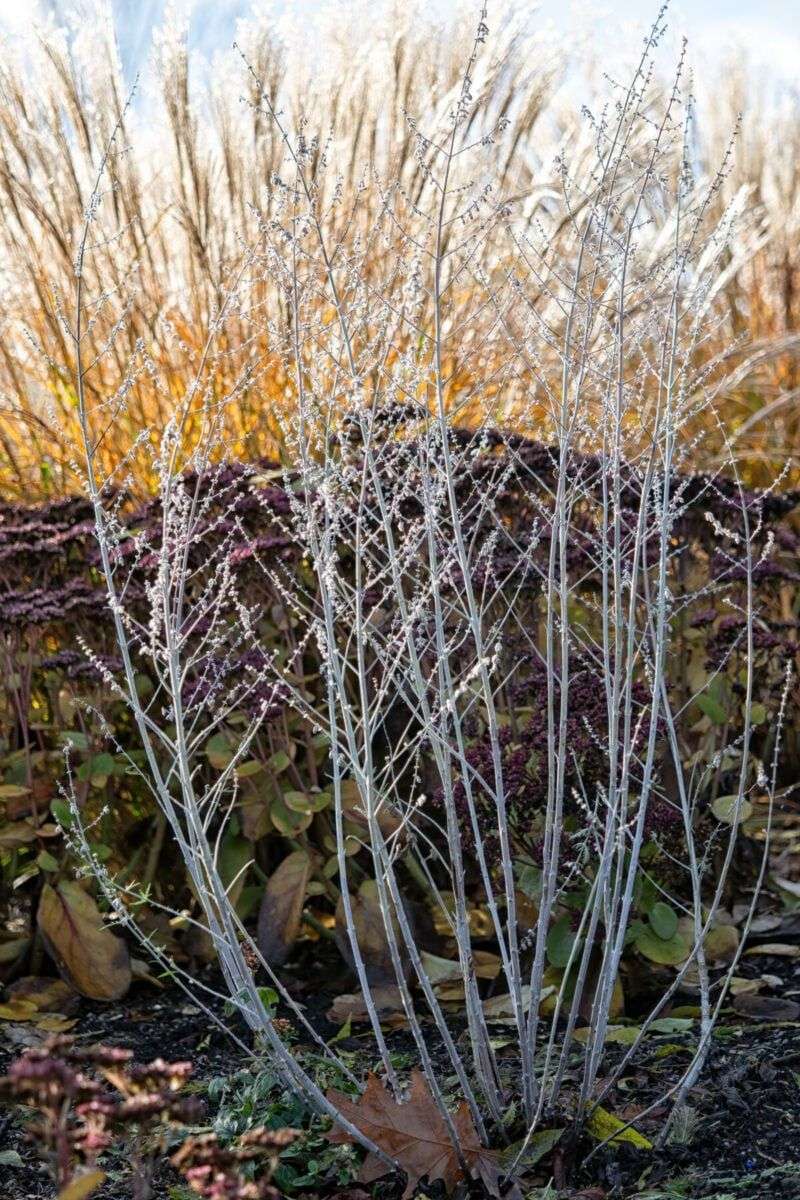 Russian Sage