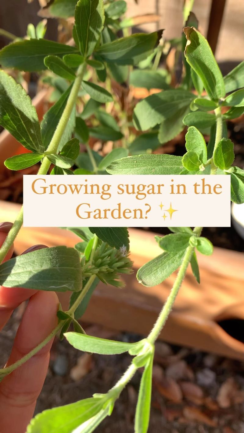 Artificial Sweeteners (Stevia, Splenda, Xylitol)