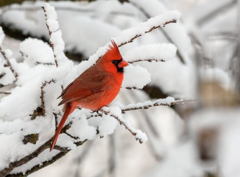 Northern Cardinal