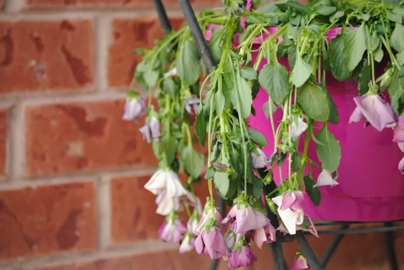 Five stresses can make a basket droop