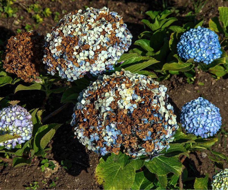 Use brown flowers as a clue, not a verdict