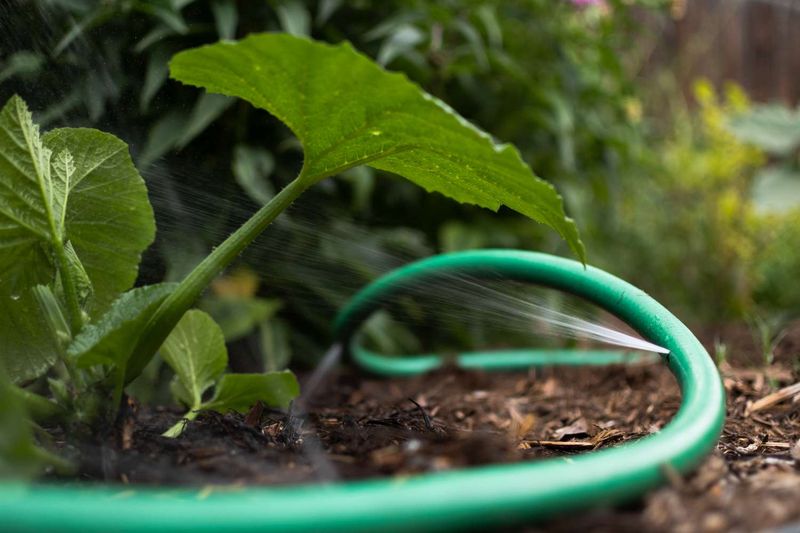 Avoid Overhead Irrigation