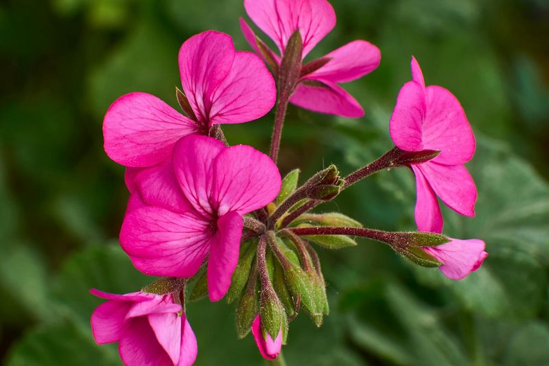 Geranium