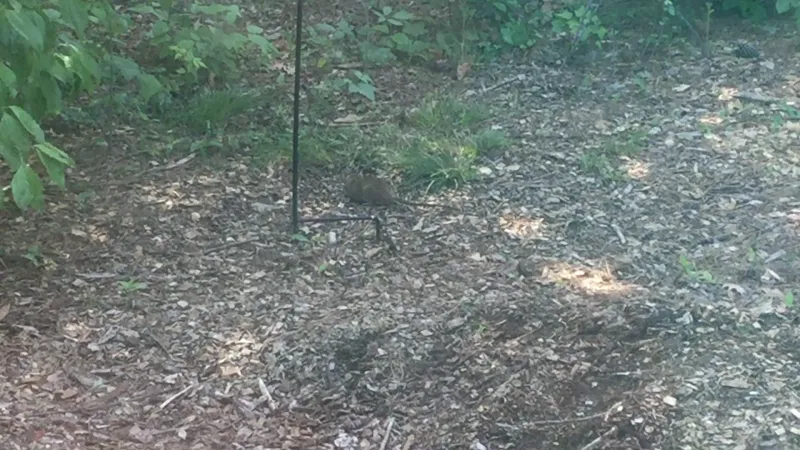 A focused yard inspection tells you what the gathering means locally