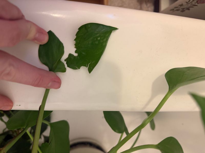 Why does chewing pothos hurt?