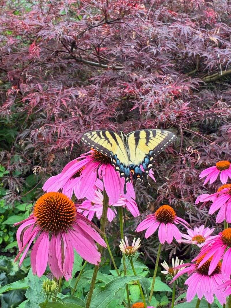 Purple Coneflower (Echinacea purpurea)