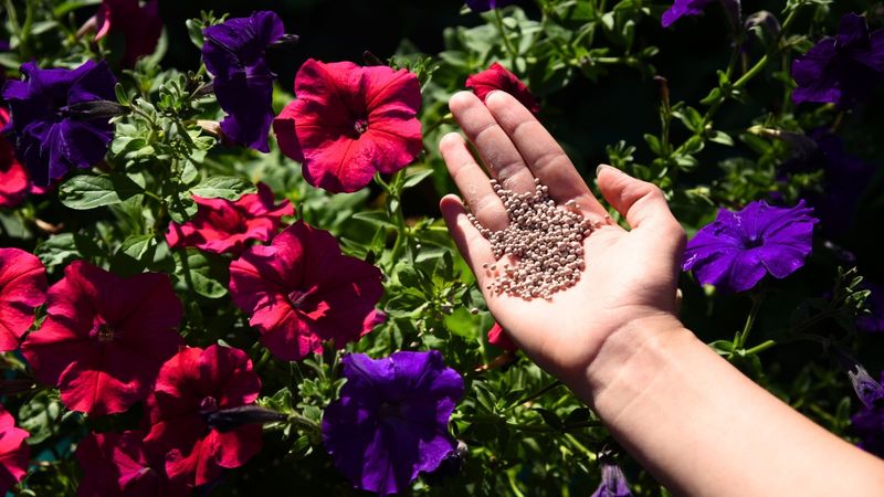 Fertilize with the Right Balance
