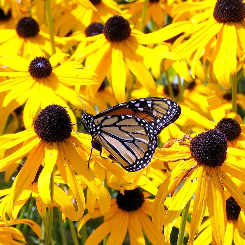 Rudbeckia (Black-Eyed Susan)