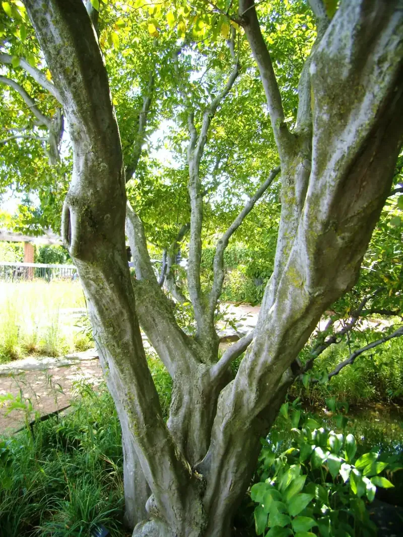 American Hornbeam (Carpinus caroliniana)