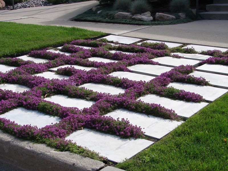 Creeping Thyme