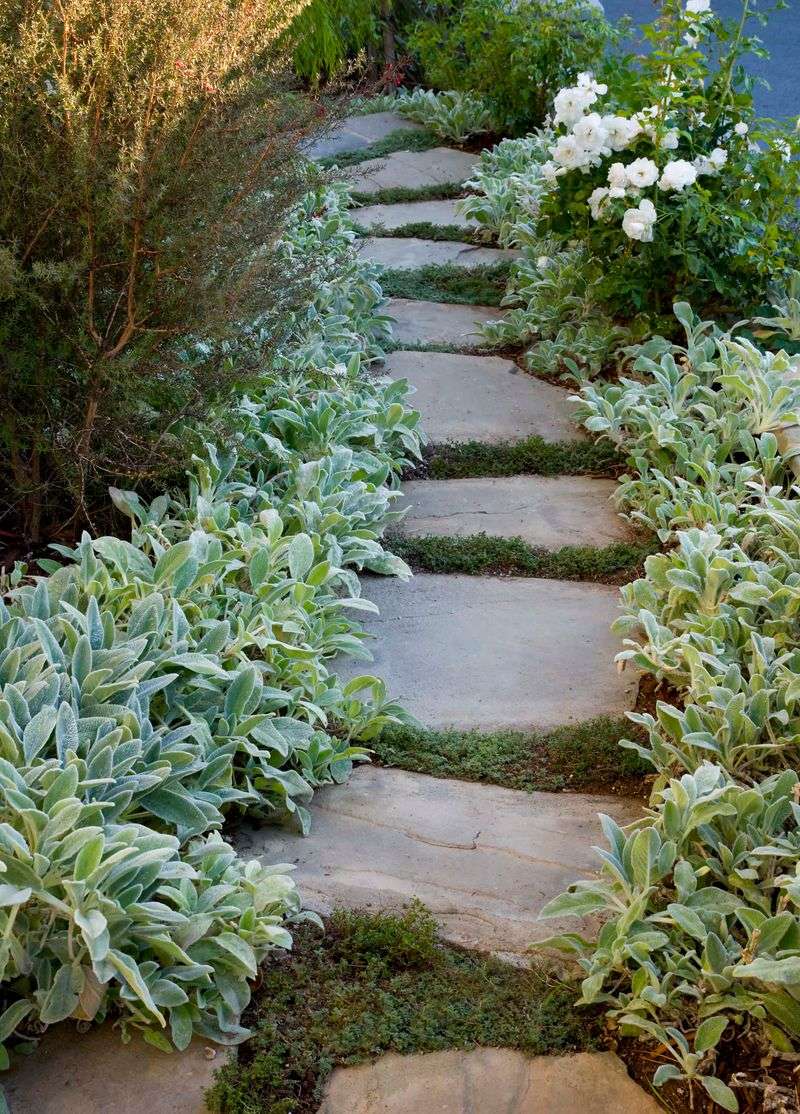 The Plant Spreading Along Your Fence Line Is Built to Creep