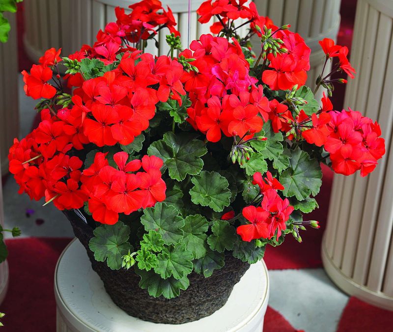 Geraniums (Pelargoniums)