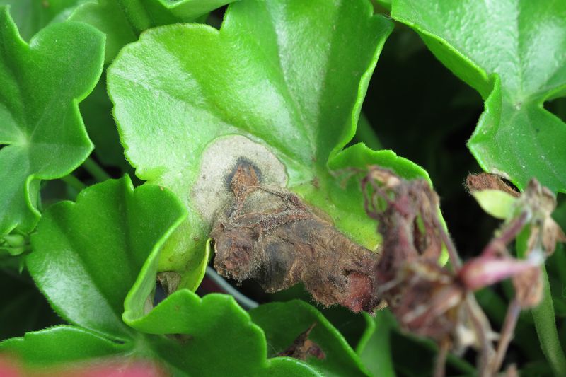 Letting Fungal Diseases Take Hold
