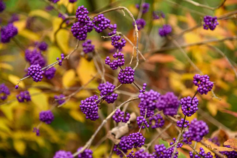 Its berries—not its leaves—carry the fall display