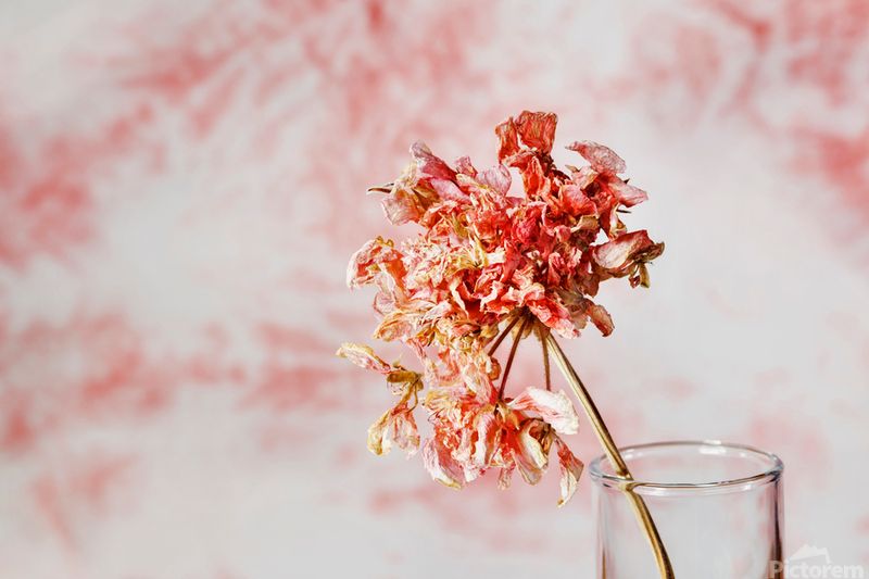 Blooms Looking Dried