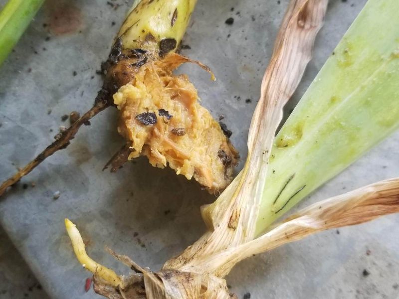 Inspect Rhizomes for Rot and Borers