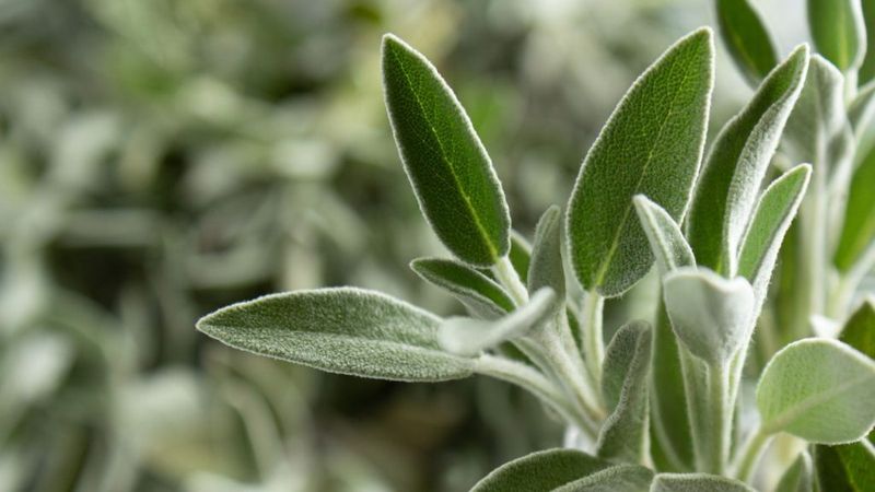 Sage