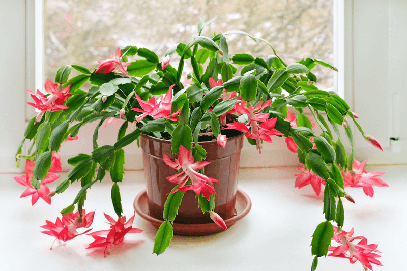 Give your holiday cactus its best chance to flower well