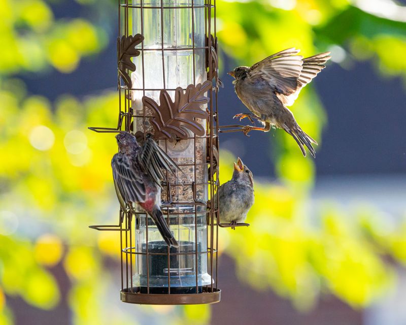 Songbirds Gathered Around Backyard Feeders