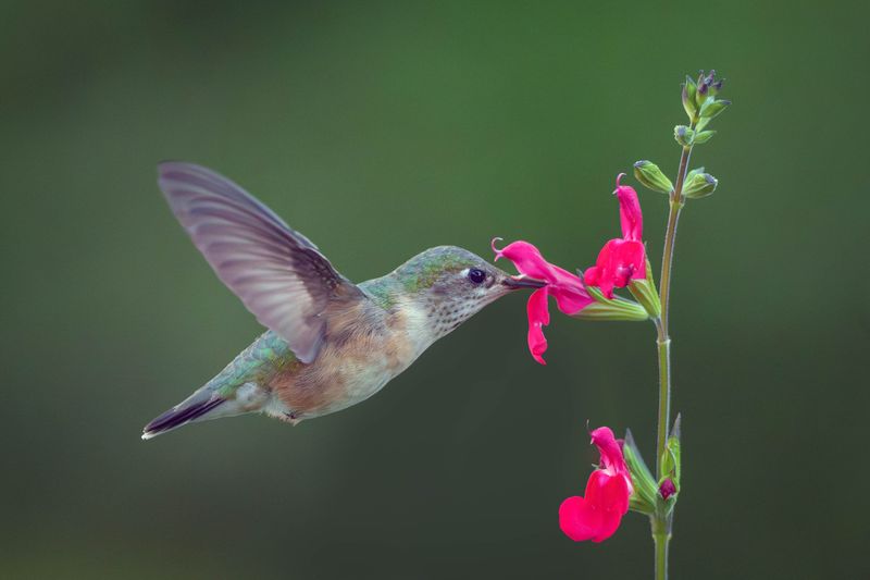 Hummingbirds