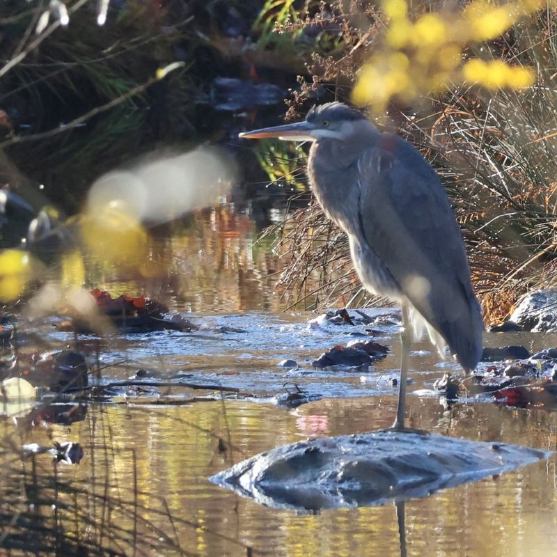 Watch the visitor, then manage the pond you actually have