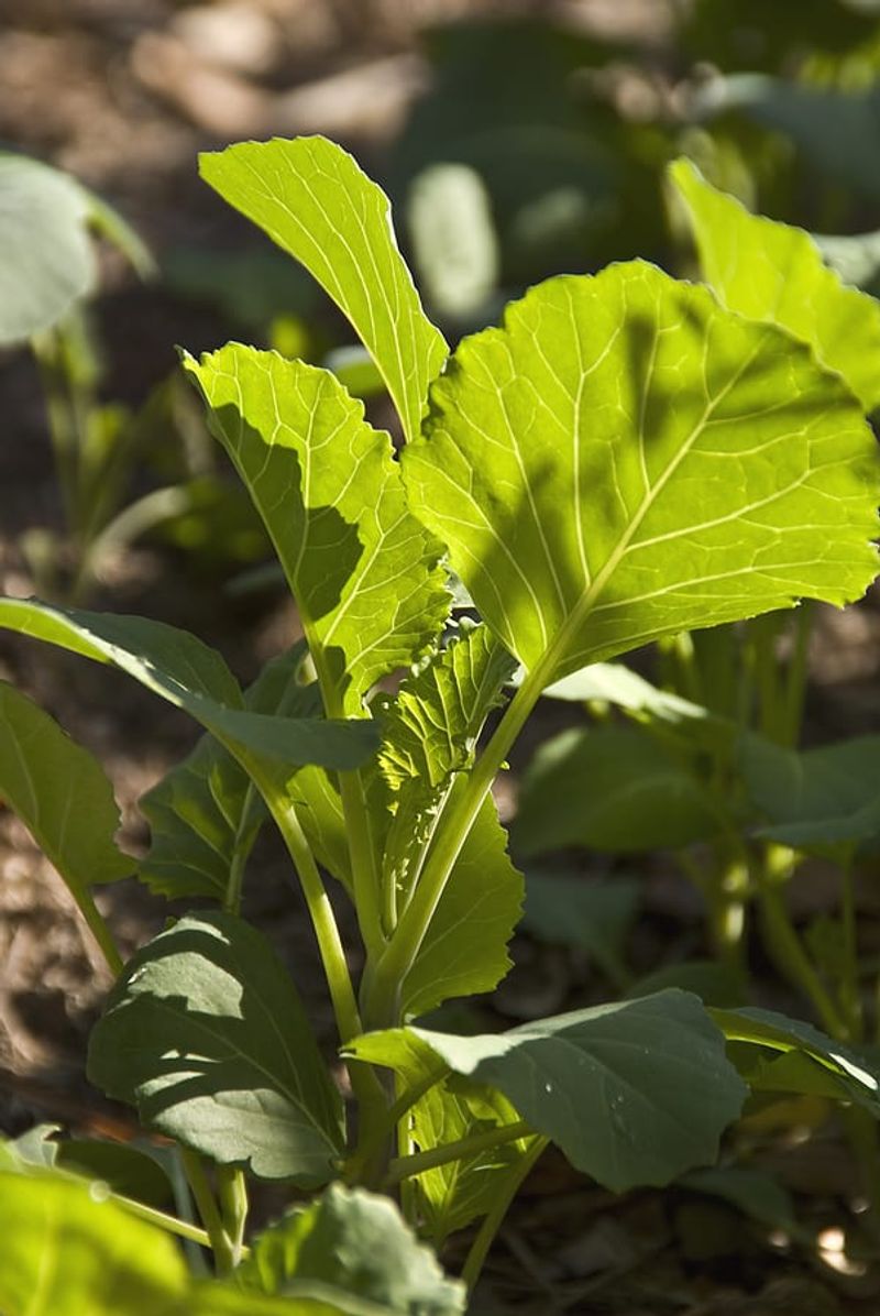 Watch for heat, bolting, and disease after the storm