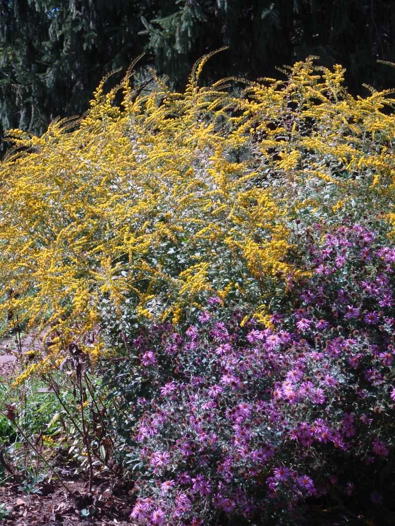 Match the plant’s size and growing conditions to your bed