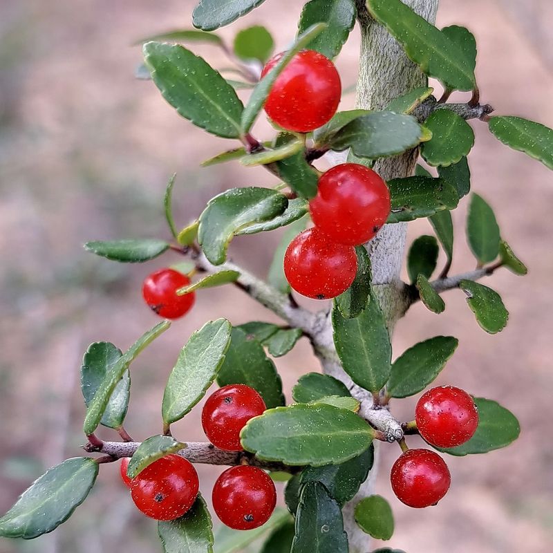 Consider a smaller evergreen holly when space is limited