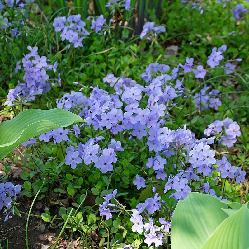 Use woodland creeping phlox in a shadier niche