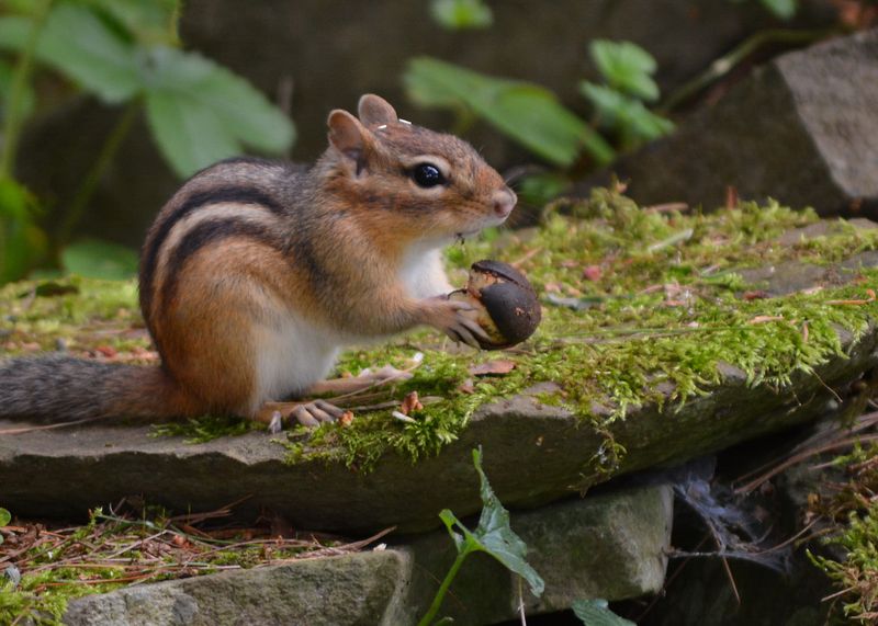The menu usually starts with seeds, nuts, and seasonal foods
