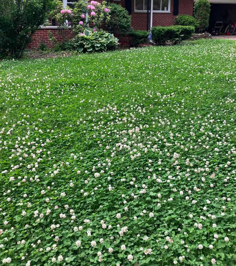 Does clover fit the lawn you want?