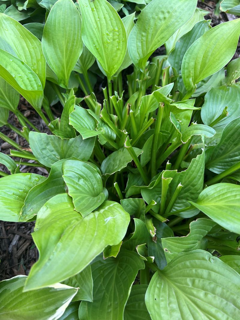 Hostas